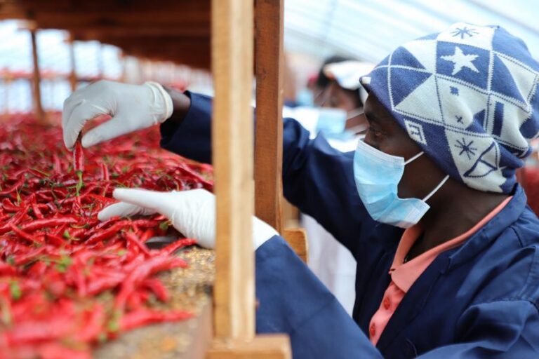 Zéro droit de douane : la Chine et l&rsquo;Afrique vers une proximité sans précédent